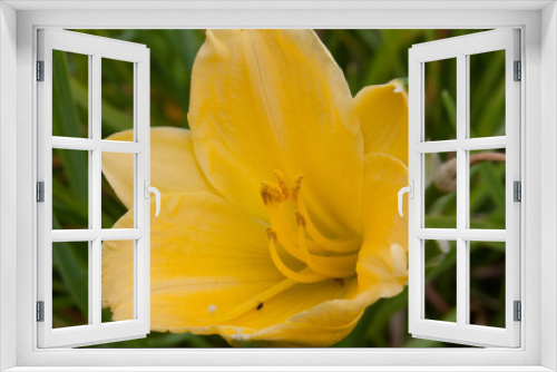 Fototapeta Naklejka Na Ścianę Okno 3D - Yellow daylily close up