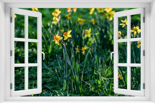 Fototapeta Naklejka Na Ścianę Okno 3D - Easter background with fresh spring flowers Daffodil flowers in the field under sunny Yellow daffodils in grass. Summer background. Square image.