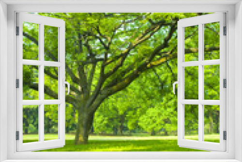 Fototapeta Naklejka Na Ścianę Okno 3D - Park tree