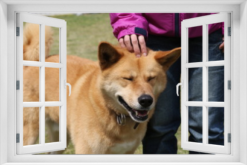 Fototapeta Naklejka Na Ścianę Okno 3D - 保護犬と人々（イメージ）