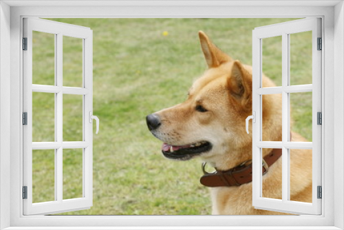 Fototapeta Naklejka Na Ścianę Okno 3D - 保護された犬