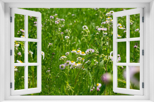 Fototapeta Naklejka Na Ścianę Okno 3D - ハルジオンの咲く草原