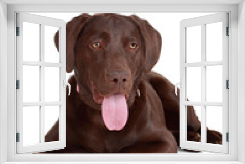Fototapeta Naklejka Na Ścianę Okno 3D - brown labrador dog