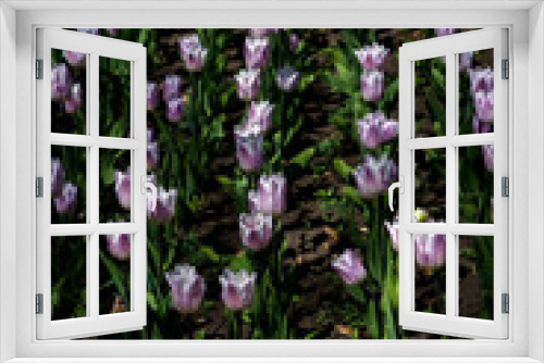 Fototapeta Naklejka Na Ścianę Okno 3D - Beautiful spring tulips