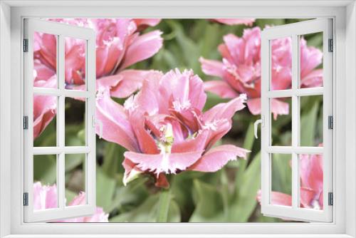 Fototapeta Naklejka Na Ścianę Okno 3D - flowers tulips
