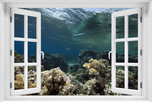 Fototapeta Naklejka Na Ścianę Okno 3D - ocean, coral and fish