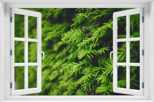 Fototapeta Naklejka Na Ścianę Okno 3D - Closeup of a fir needle hedge