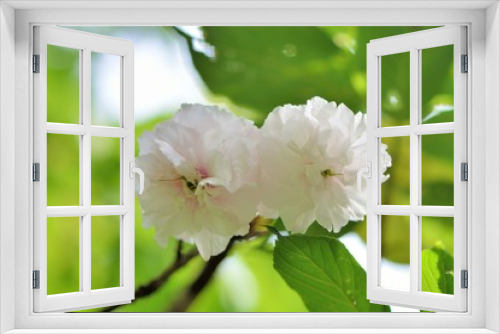 Fototapeta Naklejka Na Ścianę Okno 3D - Peony cherry blossom (Cerasus lannesiana)