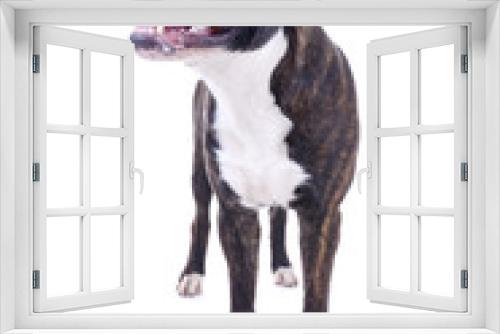 Fototapeta Naklejka Na Ścianę Okno 3D - Bulldoggenmischling
