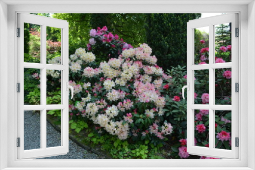 Fototapeta Naklejka Na Ścianę Okno 3D - Avenue of blooming shrubs of colorful rhododendrons