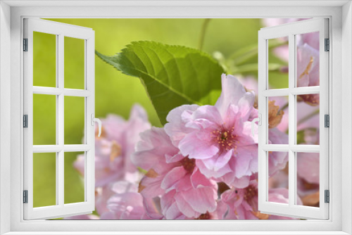 Fototapeta Naklejka Na Ścianę Okno 3D - close on pink flowers of cherry tree in spring on green background 