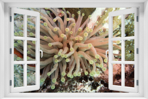 Fototapeta Naklejka Na Ścianę Okno 3D - Koralle, Korallenriff, Riff, Cozumel, Yucatan, Mexiko, Tauchen, Unterwasser
