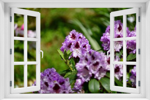 Fototapeta Naklejka Na Ścianę Okno 3D - 紫色の石楠花