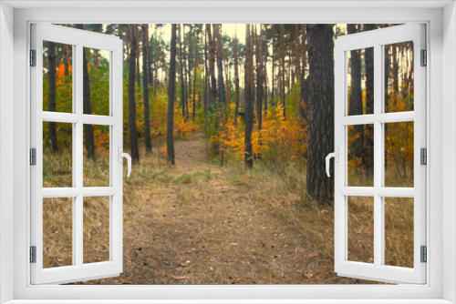 Fototapeta Naklejka Na Ścianę Okno 3D - Toned photo of pathway in autumn forest