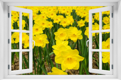 Fototapeta Naklejka Na Ścianę Okno 3D - Bright beautiful daffodils in the garden