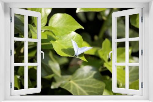 Fototapeta Naklejka Na Ścianę Okno 3D - Papillon