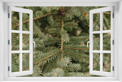 Fototapeta Naklejka Na Ścianę Okno 3D - green needles of spruce