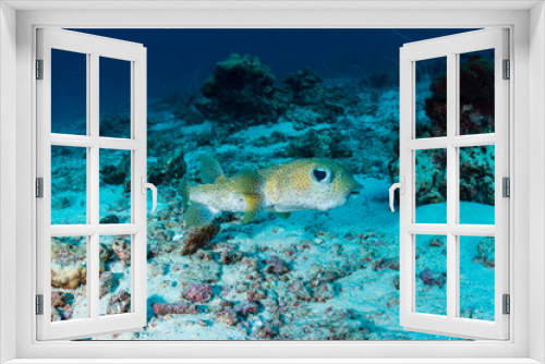 Fototapeta Naklejka Na Ścianę Okno 3D - Pufferfish on a coral reef