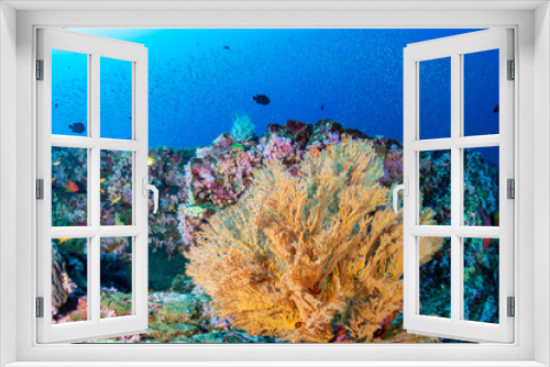 Fototapeta Naklejka Na Ścianę Okno 3D - A healthy, thriving tropical coral reef
