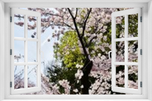 Fototapeta Naklejka Na Ścianę Okno 3D - Cherry blossoms in Rikugien, Tokyo, Japan 
