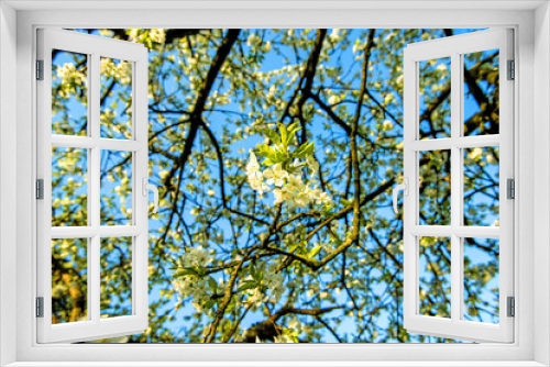 Fototapeta Naklejka Na Ścianę Okno 3D -  cherry blossom on a blue sky