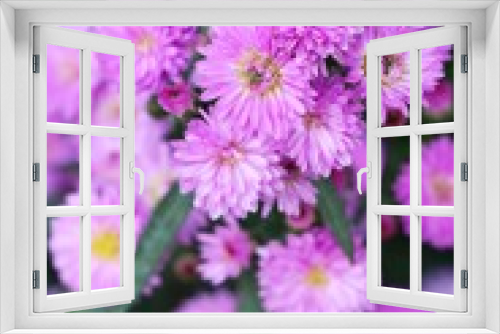 Fototapeta Naklejka Na Ścianę Okno 3D - Chrysanthemums flower is beautiful in the garden