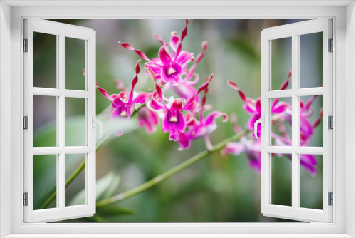 Fototapeta Naklejka Na Ścianę Okno 3D - Purple orchid flowers