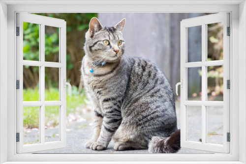 Fototapeta Naklejka Na Ścianę Okno 3D - Portrait of a gray-brown male tabby cat in the backyard