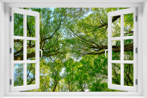 Fototapeta Naklejka Na Ścianę Okno 3D - Crown trees in a beech woodland. Green background