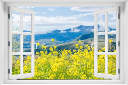 Fototapeta Naklejka Na Ścianę Okno 3D - 満開の菜の花