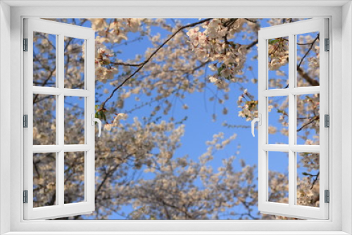 Fototapeta Naklejka Na Ścianę Okno 3D - 桜の花 青空