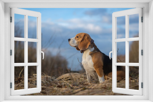 Fototapeta Naklejka Na Ścianę Okno 3D - portrait of Beagle dog in the forest