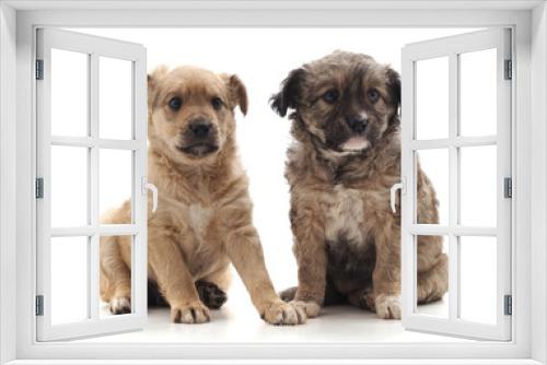 Fototapeta Naklejka Na Ścianę Okno 3D - Two small dogs.