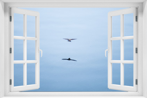 Fototapeta Naklejka Na Ścianę Okno 3D - Martin Reflected in Flight