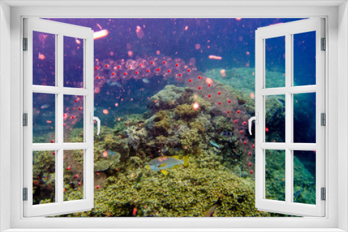 Fototapeta Naklejka Na Ścianę Okno 3D - Tauchen, Sommer, Urlaub, Meer, Unterwasser