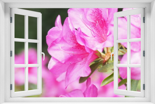 Fototapeta Naklejka Na Ścianę Okno 3D - 満開に咲くピンク色のツツジ