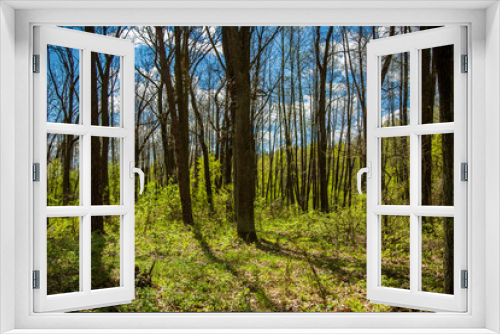 Fototapeta Naklejka Na Ścianę Okno 3D - Green forest in spring.