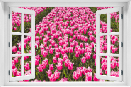 Fototapeta Naklejka Na Ścianę Okno 3D - The colorful fields of tulips in bloom in the countryside. De Rijp Alkmaar North Holland Europe