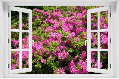 Fototapeta Naklejka Na Ścianę Okno 3D - ツツジの花