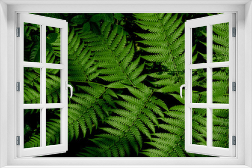 Fototapeta Naklejka Na Ścianę Okno 3D - Fern leaf plant green nature 