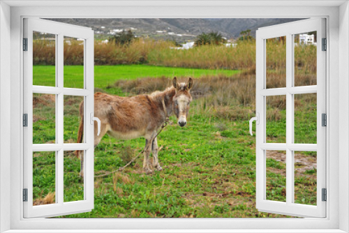 Fototapeta Naklejka Na Ścianę Okno 3D - Little donkey in the field