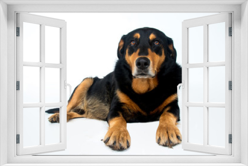 Fototapeta Naklejka Na Ścianę Okno 3D - perro