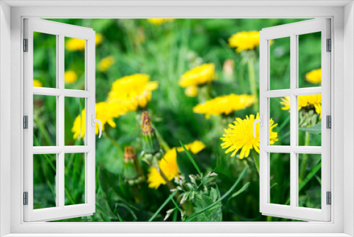 Fototapeta Naklejka Na Ścianę Okno 3D - yellow blooming dandelion on a green glade