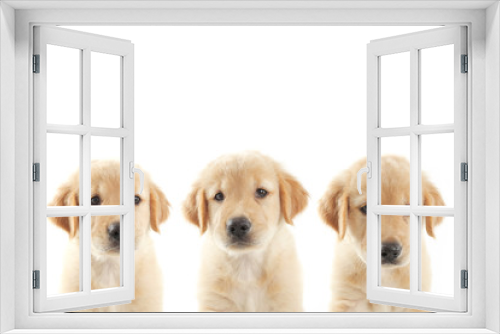 Fototapeta Naklejka Na Ścianę Okno 3D - Puppy dog golden retriever on white background