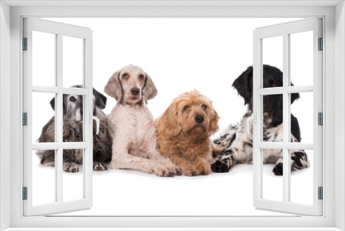Fototapeta Naklejka Na Ścianę Okno 3D - Vier Hunde liegen nebeneinander auf weißem Hintergrund