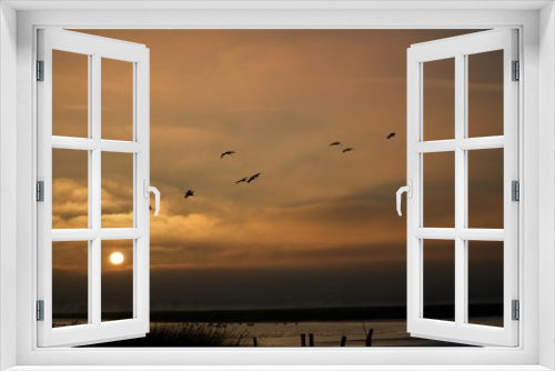 Fototapeta Naklejka Na Ścianę Okno 3D - Vogelschwarm