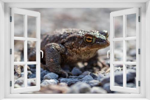 Fototapeta Naklejka Na Ścianę Okno 3D - Toad