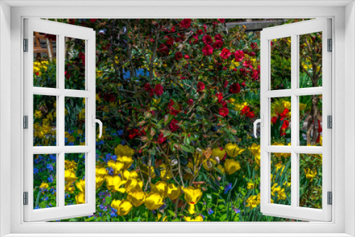 Fototapeta Naklejka Na Ścianę Okno 3D - Bright Yellow, and Red, and Blue Petals on a Garden with Daffodils, Roses, Tulips, and Blue Angel Trumpet Flowers