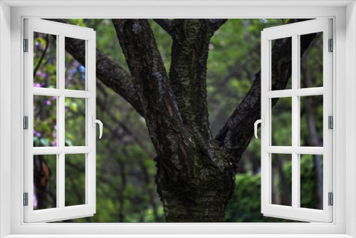 Fototapeta Naklejka Na Ścianę Okno 3D - tree branches
