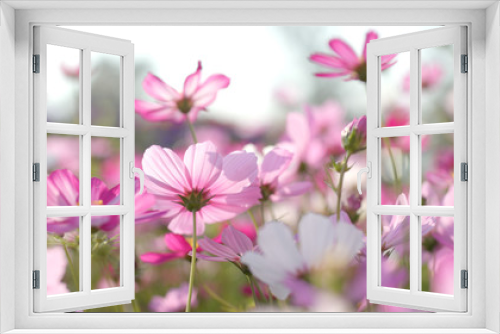 Fototapeta Naklejka Na Ścianę Okno 3D - Beautiful cosmos flowers